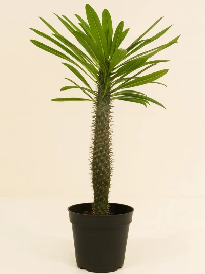 Pachypodium Lamerei Madagaskar Palmiyesi 100 cm -  Salonofisbitkileri - Lalezar Botanik