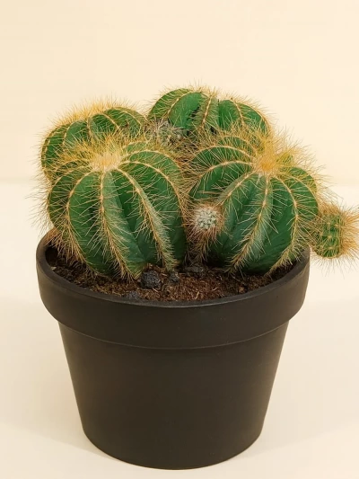 Parodia Magnifica Parodi Kaktüsü -  Salonofisbitkileri - Lalezar Botanik