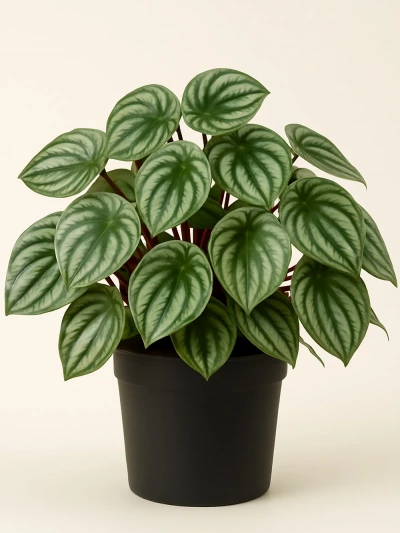 Peperomia Argyreia -  Salonofisbitkileri - Lalezar Botanik