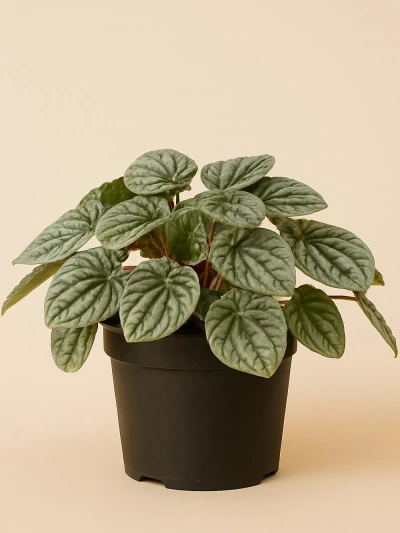 Peperomia Caperata Silver -  Salonofisbitkileri - Lalezar Botanik