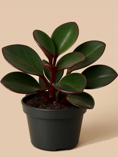 Peperomia Clusiifolia Red Margin -  Salonofisbitkileri - Lalezar Botanik