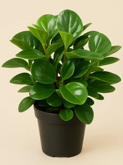 Peperomia Obtusifolia -  Salonofisbitkileri - Lalezar Botanik