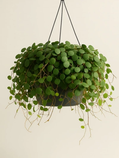 Peperomia Prostrata Pepperspot -  Salonofisbitkileri - Lalezar Botanik