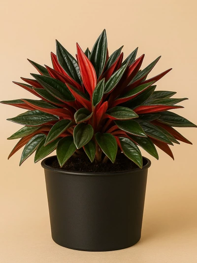 Peperomia Rosso -  Salonofisbitkileri - Lalezar Botanik