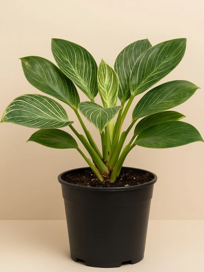 Philodendron Birkin -  Salonofisbitkileri - Lalezar Botanik
