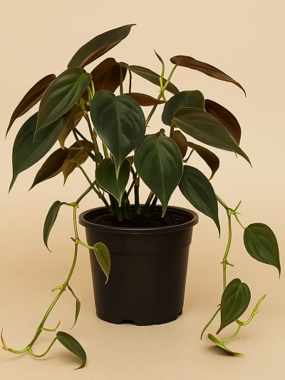 Philodendron Micans -  Salonofisbitkileri - Lalezar Botanik