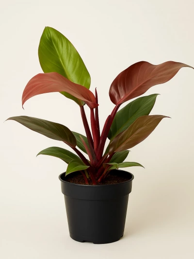 Philodendron Red 50 cm -  Salonofisbitkileri - Lalezar Botanik
