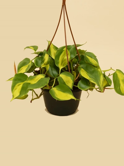Philodendron Scandens Brasil -  Salonofisbitkileri - Lalezar Botanik