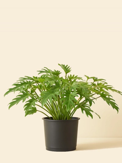 Philodendron Xanadu -  Salonofisbitkileri - Lalezar Botanik