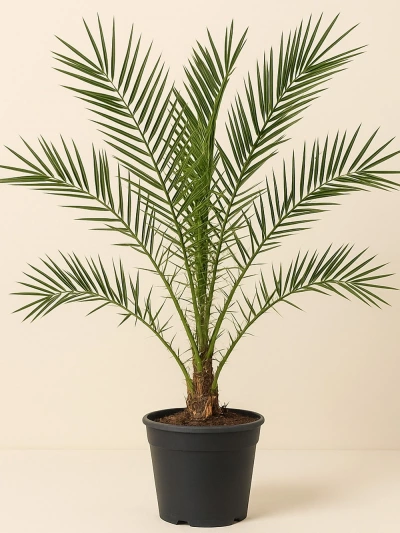 Phoenix Canariensis - Kanarya Hurması 150 cm