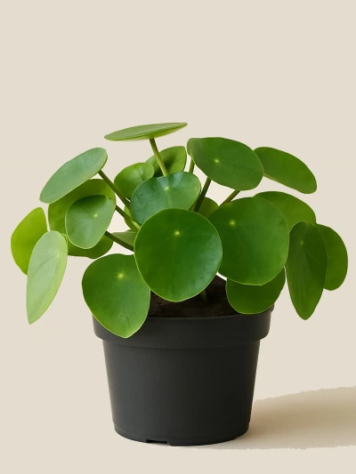 Pilea Peperomioides - Para Çiçeği -  Salonofisbitkileri - Lalezar Botanik