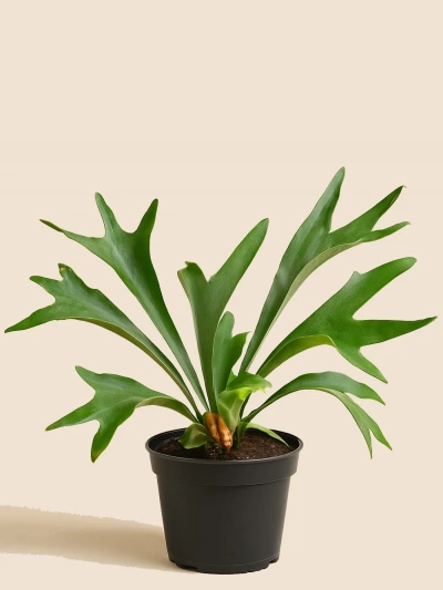 Platycerium Bifurcatum - Geyik Boynuzu Eğrelti -  Salonofisbitkileri - Lalezar Botanik