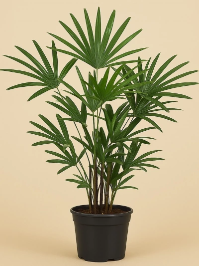 Rhapis Excelsa -  Salonofisbitkileri - Lalezar Botanik
