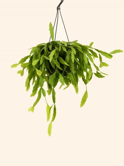 Rhipsalis Crispata -  Salonofisbitkileri - Lalezar Botanik