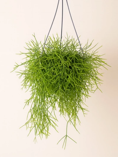 Rhipsalis Heteroclada -  Salonofisbitkileri - Lalezar Botanik
