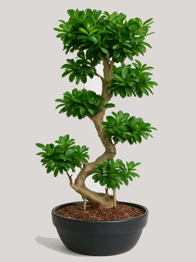Ficus S Bonsai̇ 150 cm -  Salonofisbitkileri - Lalezar Botanik