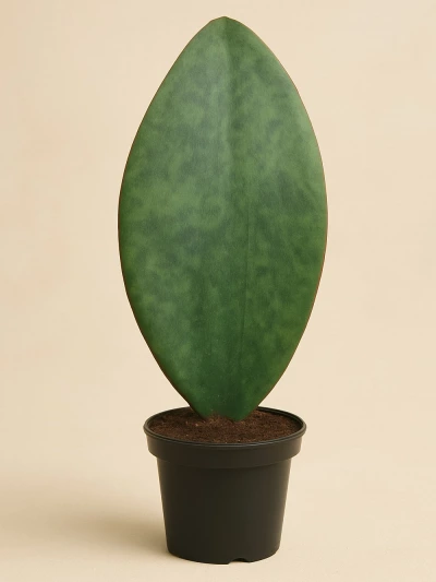 Sansevieria Masoniana Victoria -  Salonofisbitkileri - Lalezar Botanik