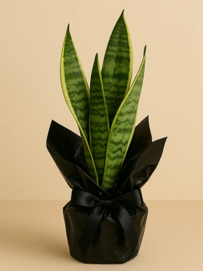 Sansevieria Paşa Kılıcı 30 cm Hediye Paketli Sansevieria Paşa Kılıcı 30 cm Hediye Paketli -  Salonofisbitkileri - Lalezar Botanik