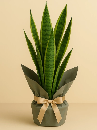 Sansevieria Paşa Kılıcı 50 cm Hediye Paketli Sansevieria Paşa Kılıcı 50 cm Hediye Paketli -  Salonofisbitkileri - Lalezar Botanik