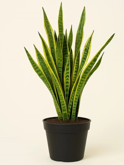 Sansevieria Paşa Kılıcı 80 cm -  Salonofisbitkileri - Lalezar Botanik