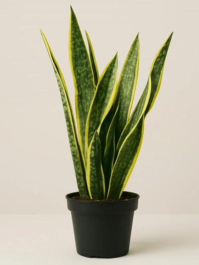 Sansevieria Paşa Kılıcı 45 cm -  Salonofisbitkileri - Lalezar Botanik