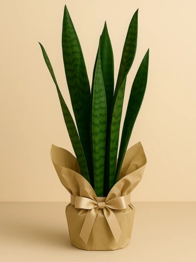 Sansevieria Paşa Kılıcı Yeşil 45 cm Hediye Paketli Sansevieria Paşa Kılıcı Yeşil 45 cm Hediye Paketli -  Salonofisbitkileri - Lalezar Botanik