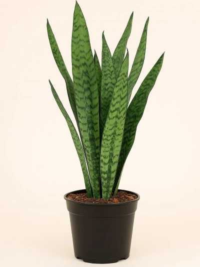Sansevieria Paşa Kılıcı Yeşil 80 cm -  Salonofisbitkileri - Lalezar Botanik