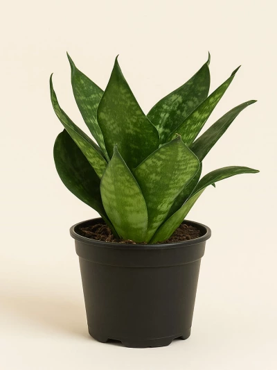 Sansevieria Paşa Kılıcı Yeşil 30 cm -  Salonofisbitkileri - Lalezar Botanik