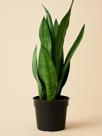 Sansevieria Paşa Kılıcı Yeşil 45 cm -  Salonofisbitkileri - Lalezar Botanik