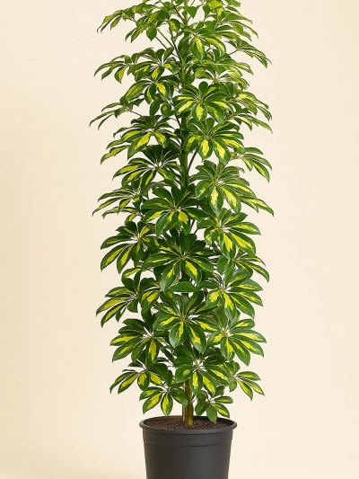 Schefflera - Şemsiye Bitkisi 70 cm -  Salonofisbitkileri - Lalezar Botanik