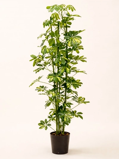 Schefflera - Şemsiye Bitkisi 70 cm -  Salonofisbitkileri - Lalezar Botanik