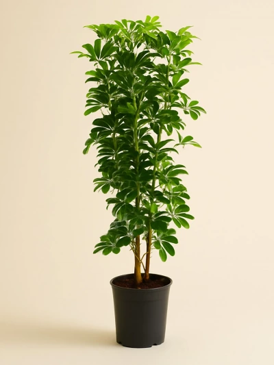 Schefflera - Şemsiye Bitkisi 120 -  Salonofisbitkileri - Lalezar Botanik