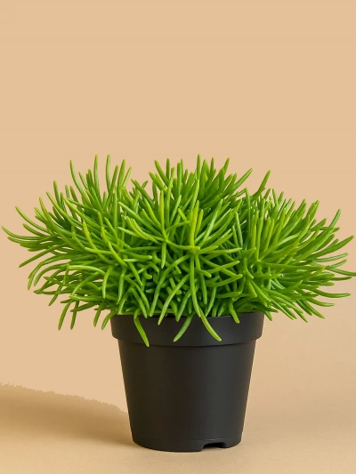 Senecio Himalaya -  Salonofisbitkileri - Lalezar Botanik