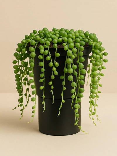 Senecio Tesbih Çiçeği -  Salonofisbitkileri - Lalezar Botanik