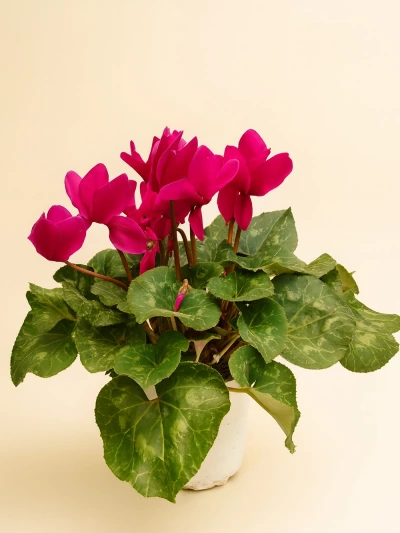 Sıklamen Mor -  Dismekanbitkileri - Lalezar Botanik