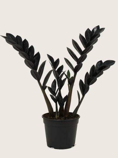 Siyah Zamia Zamioculcas 40 cm -  Salonofisbitkileri - Lalezar Botanik