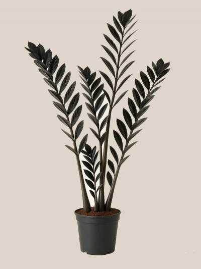 Siyah Zamia Zamioculcas 70 cm -  Salonofisbitkileri - Lalezar Botanik