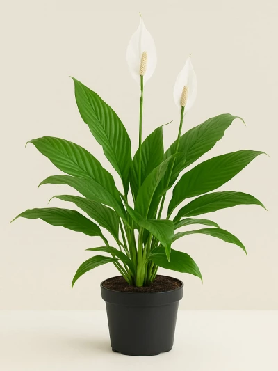 Spathiphyllum Barış Çiçeği Büyük -  Salonofisbitkileri - Lalezar Botanik