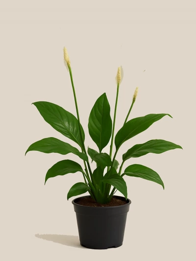 Spathiphyllum (Barış Çiçeği) Küçük -  Salonofisbitkileri - Lalezar Botanik