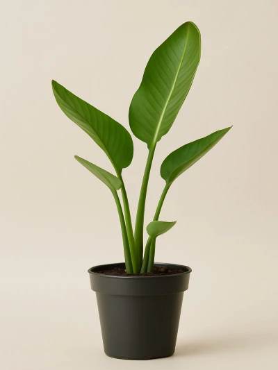 Starliçe - Strelitzia Nicolai 50 Cm -  Salonofisbitkileri - Lalezar Botanik