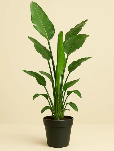 Starliçe - Strelitzia Nicolai İki Kök 140 Cm -  Salonofisbitkileri - Lalezar Botanik