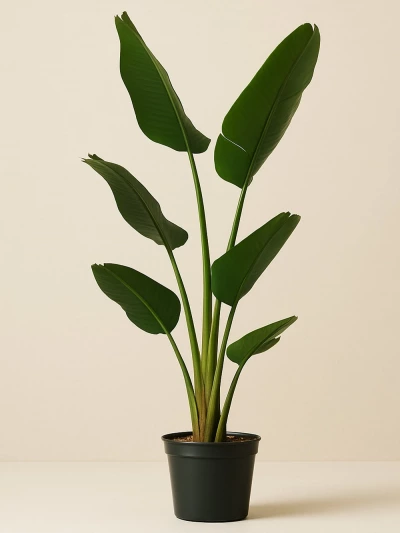 Starliçe -Strelitzia Nicolai Tek Kök -  Salonofisbitkileri - Lalezar Botanik