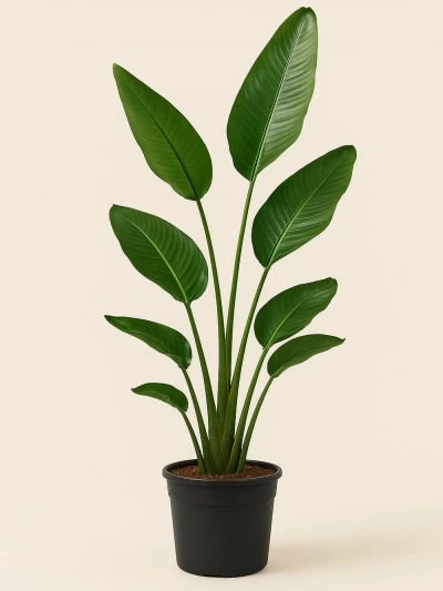 Starliçe - Strelitzia Nicolai Tek Kök -  Salonofisbitkileri - Lalezar Botanik