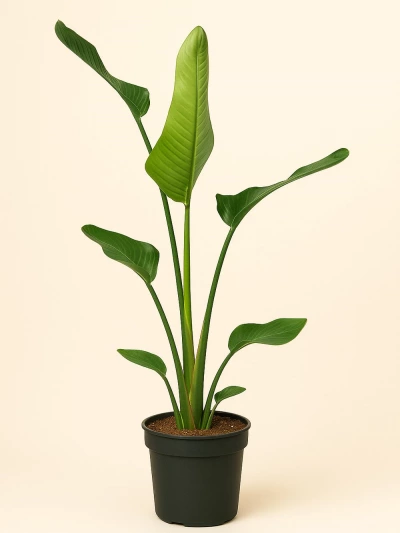 Starliçe -  Strelitzia Nicolai Tek Kök 100 cm -  Salonofisbitkileri - Lalezar Botanik