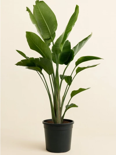Starliçe - Strelitzia Nicolai Üç Kök 160 cm -  Salonofisbitkileri - Lalezar Botanik