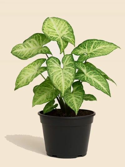 Syngonium Podophyllum -  Salonofisbitkileri - Lalezar Botanik