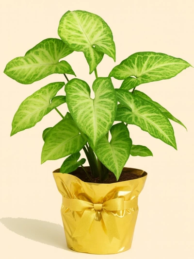 Syngonium Podophyllum Hediye Paketli -  Salonofisbitkileri - Lalezar Botanik