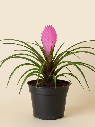 Tillandsia Cyanea -  Salonofisbitkileri - Lalezar Botanik