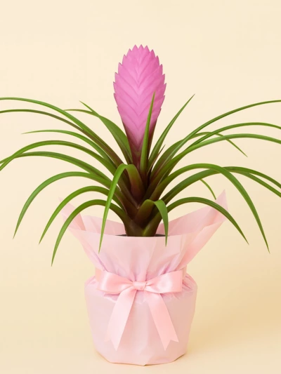 Tillandsia Cyanea Hediye Paketli -  Salonofisbitkileri - Lalezar Botanik