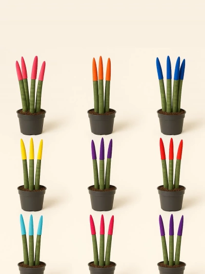 Velvet Sansevieria Paşa Kılıcı -  Salonofisbitkileri - Lalezar Botanik